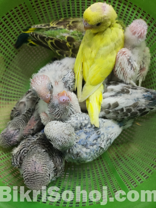 Budgerigar/ বাজরিগার